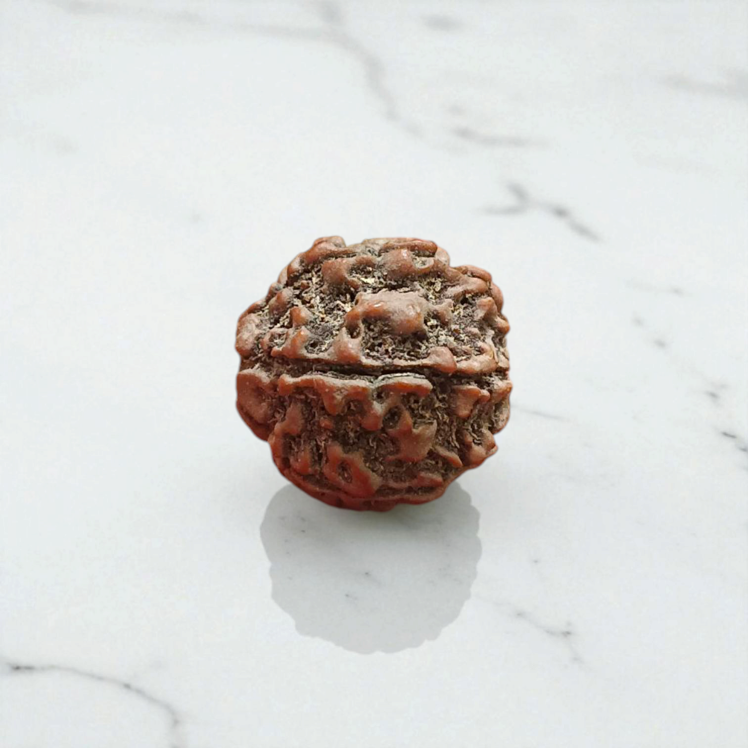 7 Mukhi Rudraksha Lab Certified - Natural Seven-Face Rudraksha for Goddess Lakshmi’s Blessings – Malawala