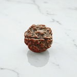 7 Mukhi Rudraksha Lab Certified - Natural Seven-Face Rudraksha for Goddess Lakshmi’s Blessings – Malawala