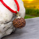8 Mukhi Rudraksha Lab Certified - Natural Eight-Face Rudraksha for Ganesha’s Prosperity – Malawala