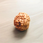 8 Mukhi Rudraksha Lab Certified - Natural Eight-Face Rudraksha for Ganesha’s Prosperity – Malawala