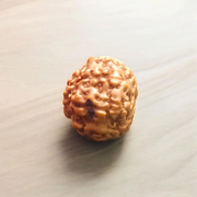8 Mukhi Rudraksha Lab Certified - Natural Eight-Face Rudraksha for Ganesha’s Prosperity – Malawala