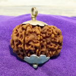 9 Mukhi Rudraksha Lab Certified - Natural Nine-Face Rudraksha for Durga’s Power – Malawala