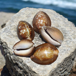 Black Cowry For Puja By Malawala