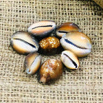Black Cowry for Puja – Sacred Shell for Spiritual Rituals and Protection - Set of 5 | Malawala