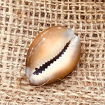 Black Cowry for Puja – Sacred Shell for Spiritual Rituals and Protection - Set of 5 | Malawala