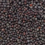 Black Mustard Seeds – Powerful Ingredient for Pooja, Spiritual Remedies, and Health Benefits | Malawala