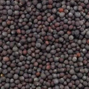 Black Mustard Seeds – Powerful Ingredient for Pooja, Spiritual Remedies, and Health Benefits | Malawala