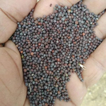 Black Mustard Seeds – Powerful Ingredient for Pooja, Spiritual Remedies, and Health Benefits | Malawala