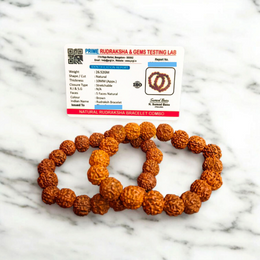 Combo of Rudraksha Bracelet 5 Mukhi | Rudraksha Bracelet - Lab Certified - Malawala