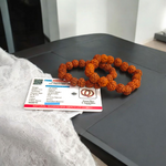 Combo of Rudraksha Bracelet 5 Mukhi | Rudraksha Bracelet - Lab Certified - Malawala