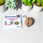 Combo pack of 1 Mukhi and 2 Mukhi Rudraksha beads, lab certified, placed on a white background with a spiritual aura