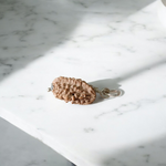 Combo pack of 1 Mukhi and 2 Mukhi Rudraksha beads, lab certified, placed on a white background with a spiritual aura