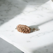 Combo pack of 1 Mukhi and 2 Mukhi Rudraksha beads, lab certified, placed on a white background with a spiritual aura