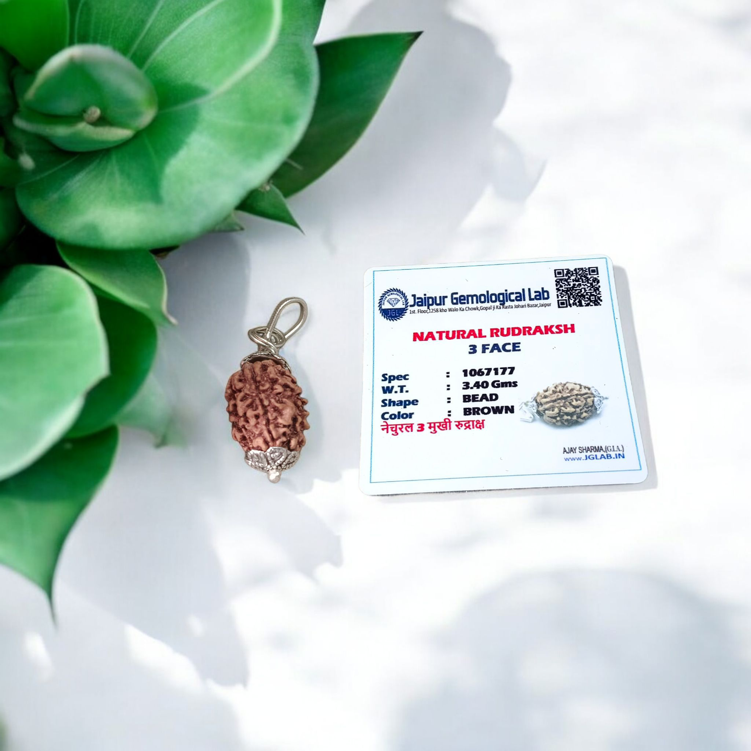 Combo pendant featuring 1 Mukhi and 3 Mukhi Rudraksha beads, lab certified, set in a sleek metal cap design for spiritual use