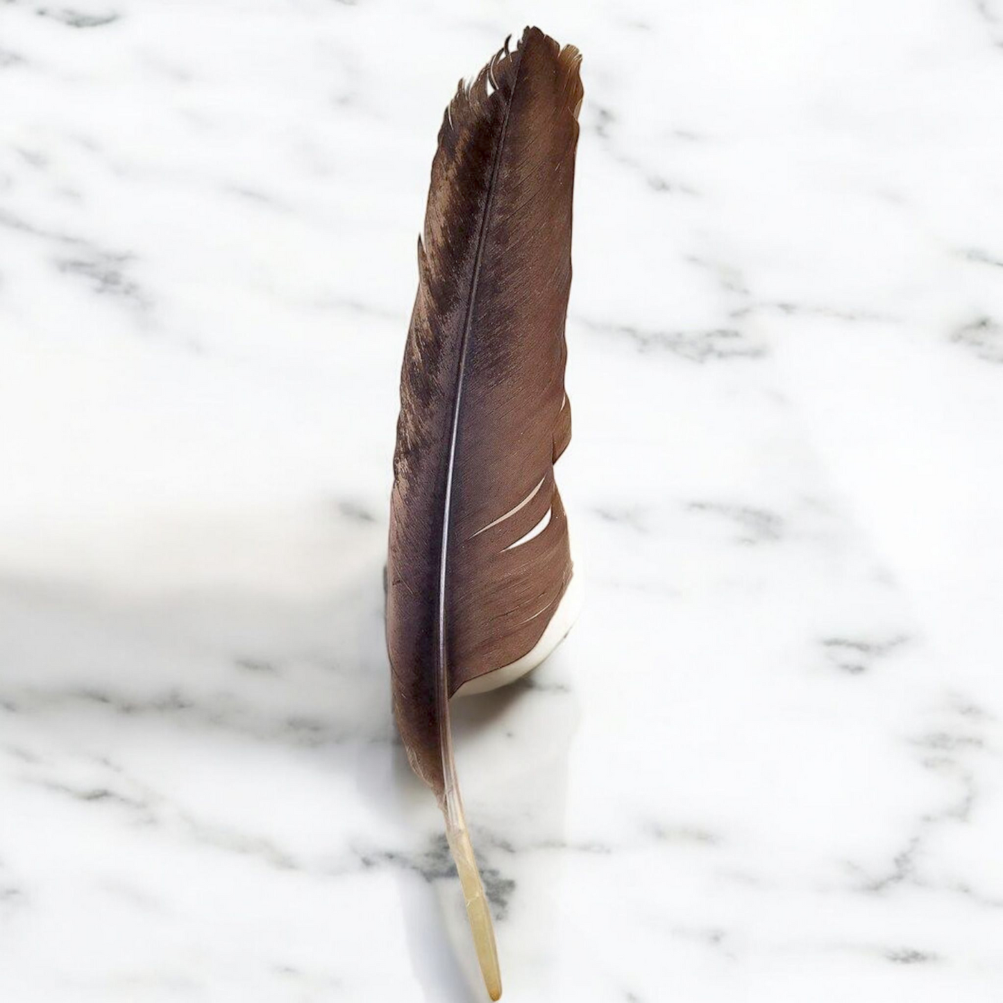 Crow Feather - Original Kauwe Ka Pankh - Kaale Kowe Ka Pankh Upay Ke Liye - Original Crow Feather for Remedies - Malawala