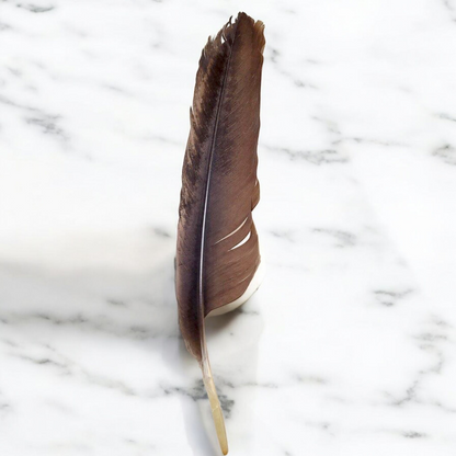 Crow Feather - Original Kauwe Ka Pankh - Kaale Kowe Ka Pankh Upay Ke Liye - Original Crow Feather for Remedies - Malawala