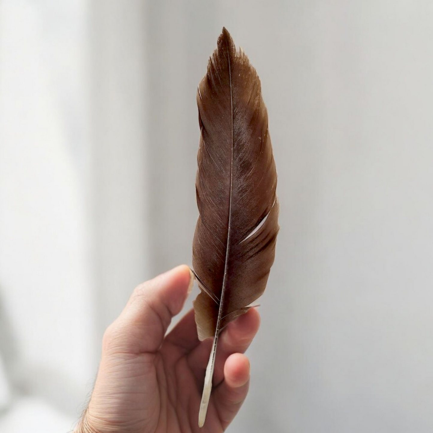 Crow Feather - Original Kauwe Ka Pankh - Kaale Kowe Ka Pankh Upay Ke Liye - Original Crow Feather for Remedies - Malawala
