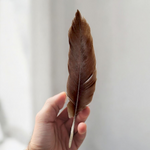 Crow Feather - Original Kauwe Ka Pankh - Kaale Kowe Ka Pankh Upay Ke Liye - Original Crow Feather for Remedies - Malawala