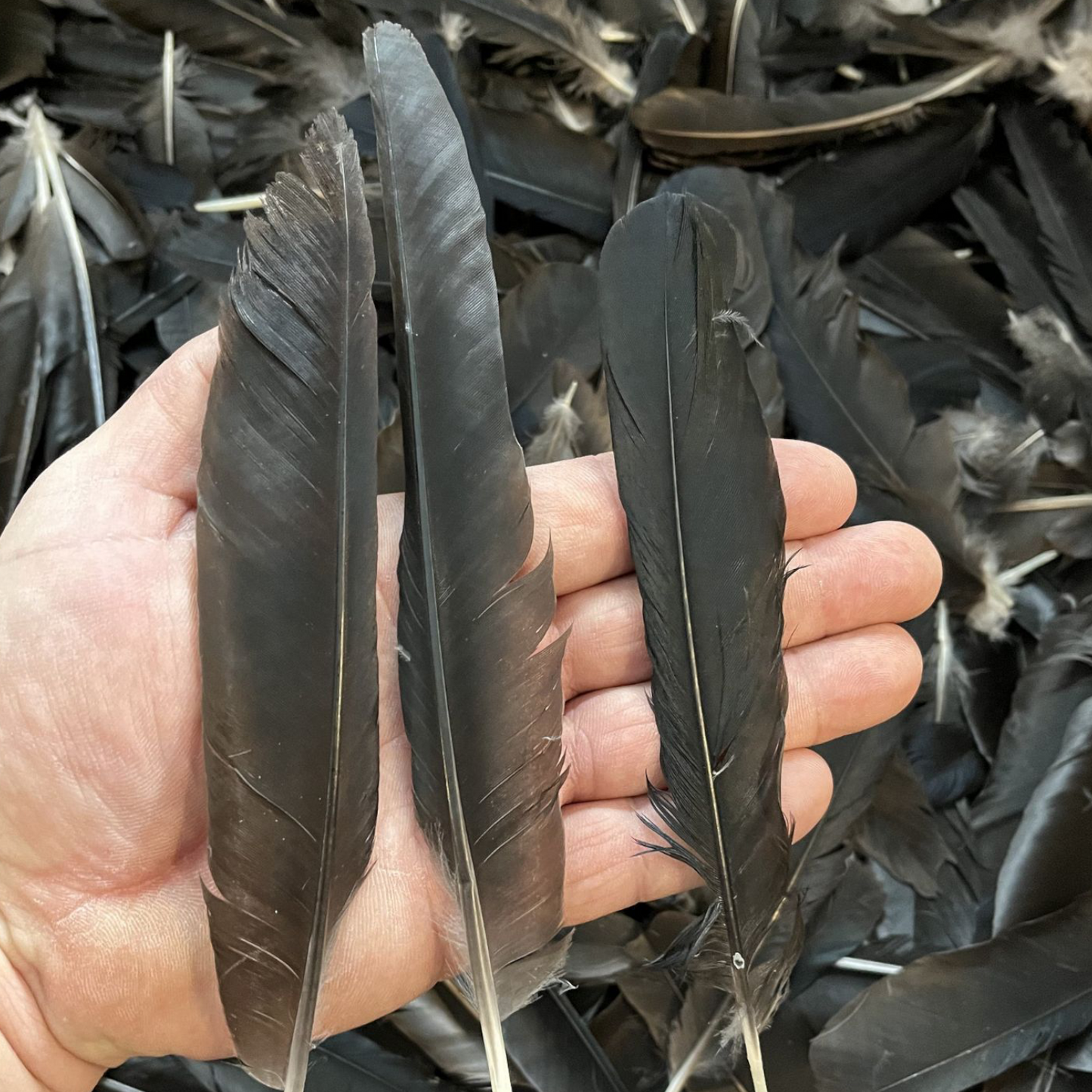 Crow Feather - Original Kauwe Ka Pankh - Kaale Kowe Ka Pankh Upay Ke Liye - Original Crow Feather for Remedies - Malawala