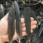 Crow Feather - Original Kauwe Ka Pankh - Kaale Kowe Ka Pankh Upay Ke Liye - Original Crow Feather for Remedies - Malawala