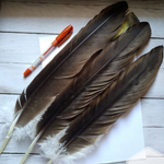 Crow Feather - Original Kauwe Ka Pankh - Kaale Kowe Ka Pankh Upay Ke Liye - Original Crow Feather for Remedies - Malawala