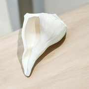 Dakshinavarti Shankh – Natural Valampuri Sangu with Free Stand & Lab Certificate – Malawala