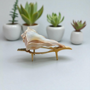 Dakshinavarti Shankh (Valampuri Sangu) – Rare right-spiral natural conch shell used in Hindu rituals and Lakshmi puja