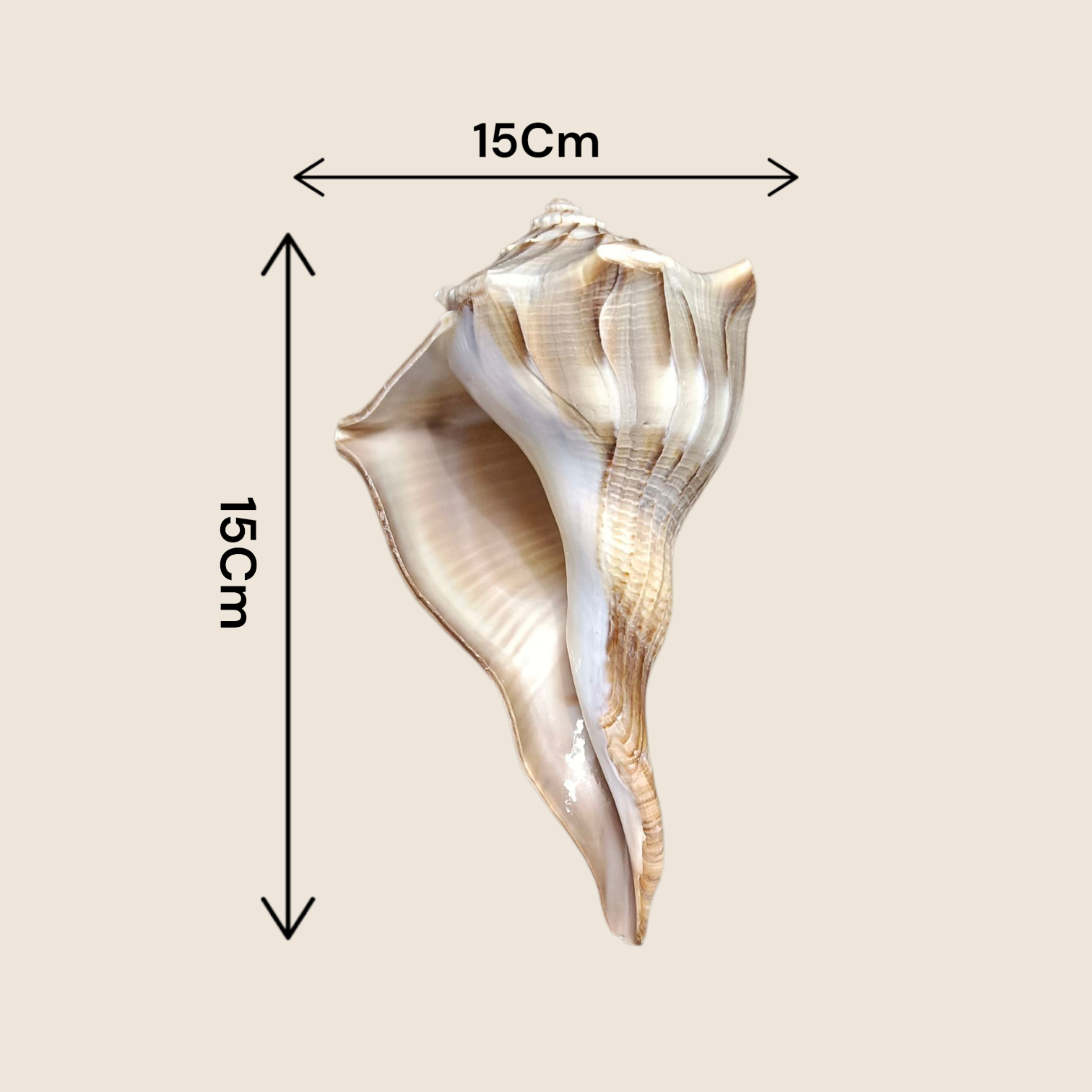 Dakshinavarti Shankh (Valampuri Sangu) – Rare right-spiral natural conch shell used in Hindu rituals and Lakshmi puja