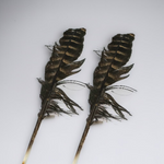Eagle Feather - Natural Cheel Ka Pankh 