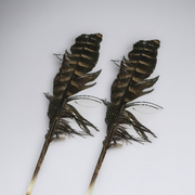 Eagle Feather - Natural Cheel Ka Pankh 