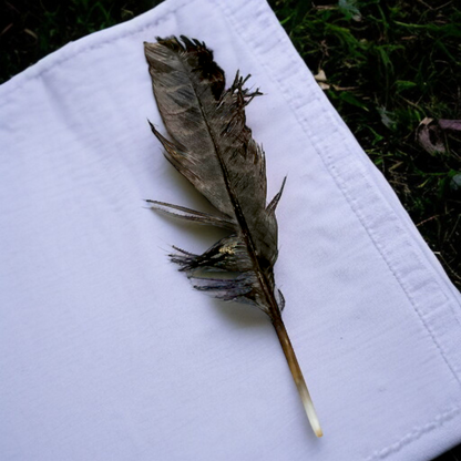 Eagle Feather - Natural Cheel Ka Pankh - Chil Ka Pankh Upay Ke Liye - Original Hawk Eagle Feather for Remedies - Malawala