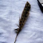 Eagle Feather - Natural Cheel Ka Pankh - Chil Ka Pankh Upay Ke Liye - Original Hawk Eagle Feather for Remedies - Malawala