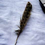 Eagle Feather - Natural Cheel Ka Pankh - Chil Ka Pankh Upay Ke Liye - Original Hawk Eagle Feather for Remedies - Malawala