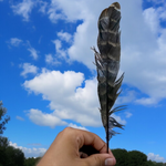 Eagle Feather - Natural Cheel Ka Pankh - Chil Ka Pankh Upay Ke Liye - Original Hawk Eagle Feather for Remedies - Malawala