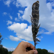 Eagle Feather - Natural Cheel Ka Pankh - Chil Ka Pankh Upay Ke Liye - Original Hawk Eagle Feather for Remedies - Malawala
