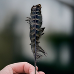 Eagle Feather - Natural Cheel Ka Pankh - Chil Ka Pankh Upay Ke Liye - Original Hawk Eagle Feather for Remedies - Malawala