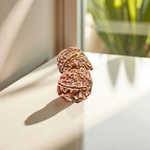 Gauri Shankar Rudraksha bead – symbolizing the union of Lord Shiva and Goddess Parvati, spiritually blessed, lab certified, from Malawala