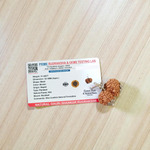 Gauri Shankar Rudraksha bead – symbolizing the union of Lord Shiva and Goddess Parvati, spiritually blessed, lab certified, from Malawala