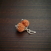 Gauri Shankar Rudraksha bead – symbolizing the union of Lord Shiva and Goddess Parvati, spiritually blessed, lab certified, from Malawala
