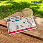 Gomati Chakra Big Size | Rare & Giant Stone | Lab Certified | Ideal for Remedies & Spiritual Practices – Malawala