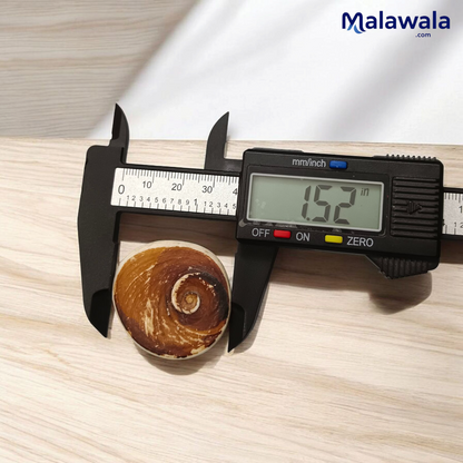 Gomati Chakra Big Size | Rare & Giant Stone | Lab Certified | Ideal for Remedies & Spiritual Practices – Malawala