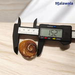 Gomati Chakra Big Size | Rare & Giant Stone | Lab Certified | Ideal for Remedies & Spiritual Practices – Malawala
