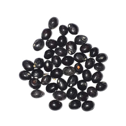 Gunja Seeds Set of 21 – Red, White & Black | Loose Beads | Lab Certified | For Pooja, Remedies & Protection Use – Malawala