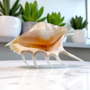 5 Mukhi Lakshmi Shankh - Natural Panchmukhi Conch for Puja (Non-Blowing, Lab Certified) | Malawala