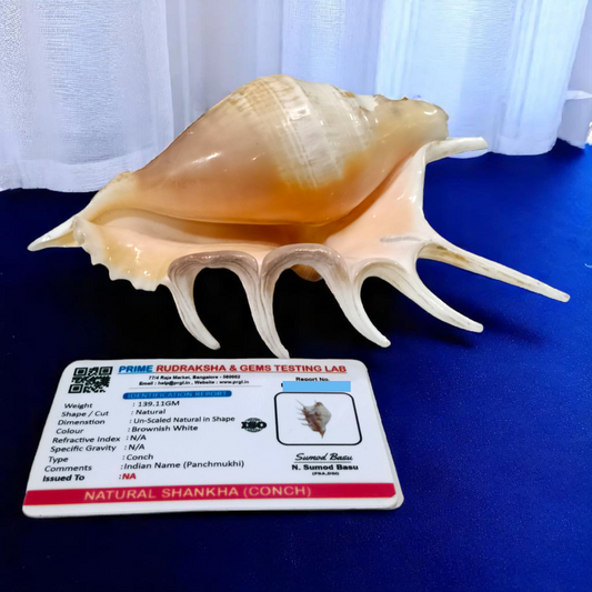 5 Mukhi Lakshmi Shankh – Natural Panchmukhi Conch for Puja | Lab Certified