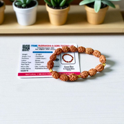 Natural 3 Mukhi Rudraksha Bracelet Lab Certified Stretchable Bracelet