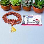 Image displaying a combo of 5 Rudraksha Malas (108+1 beads each) and 1 Rudraksha Japa Mala (27+1 beads), all lab certified and neatly arranged for spiritual practice