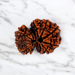 Image of Garbh Gauri Rudraksha twin bead with natural brown texture, placed on a silk cloth with traditional background
