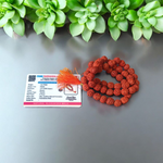 Image of Natural 5 Mukhi Rudraksha Jaap Mala with 54+1 large beads (10-11mm), hand-knotted on red thread, suitable for meditation and chanting
