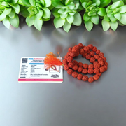 Image of Natural 5 Mukhi Rudraksha Jaap Mala with 54+1 large beads (10-11mm), hand-knotted on red thread, suitable for meditation and chanting